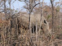 Marion, Romane South Africa 2014 (21 of 45) : KNP Pretoriuskop, Marion visit